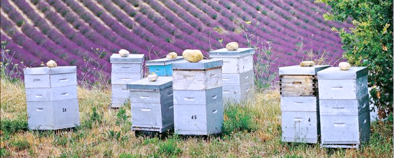 Факти за опрашителите от проекта STEP