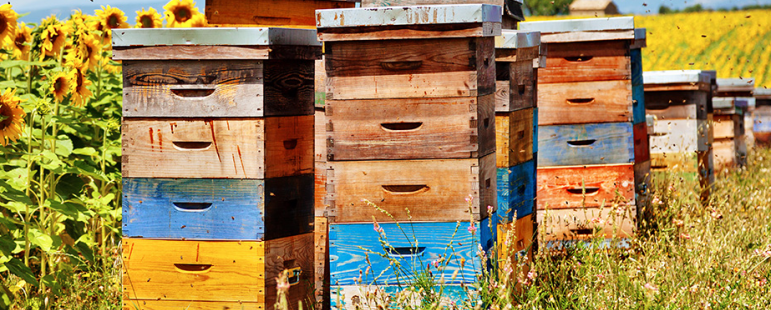 Пчелни кошери