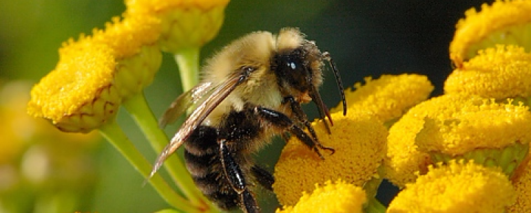 Опрашване - повишаване ефективността от пчелоопрашването