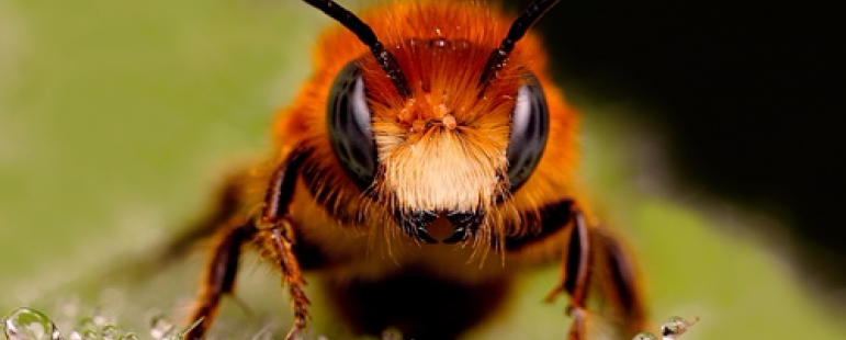 Най-медоносните растения в България