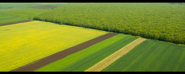 По 26 лева на декар ще се плаща за 51 вида медоносни култури, включително и за овощни дръвчета
