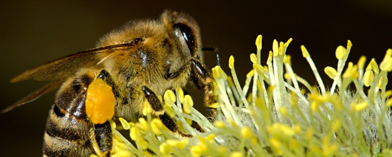 Голямата значимост на опрашването от пчелите