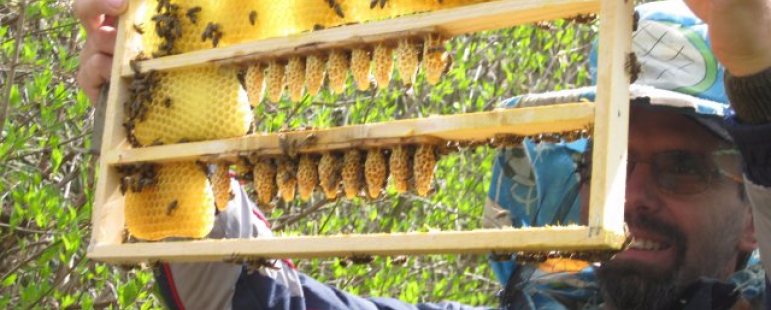 Пчелите се готвят за зимуване през лятото