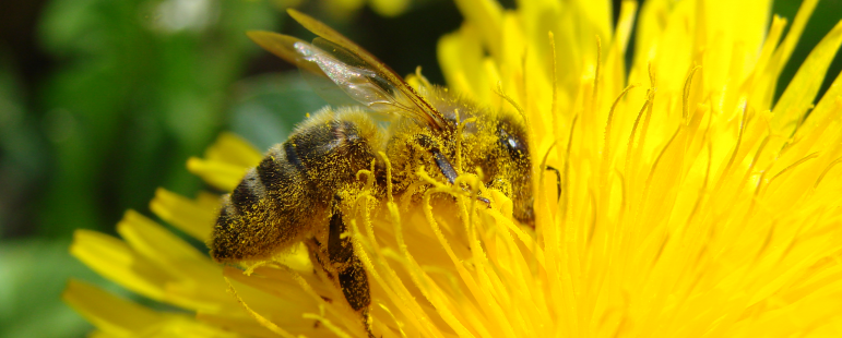 Пчелна Паша