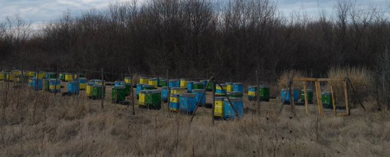 Методи на пчеларстване и отглеждане на пчели