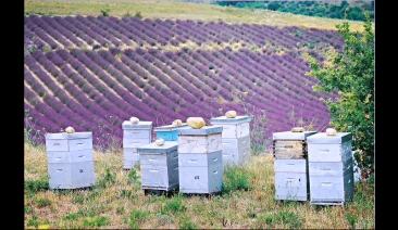 Полза от Опрашване