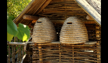 Различни модели кошери