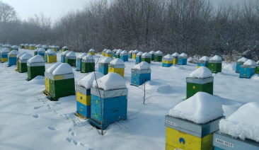 Грижа за Пчелното семейство