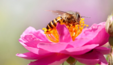 Факти за опрашителите