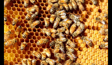 Хващане на пчелен рояк