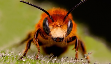 Подбиране на препарати за растителна защита щадящи пчелите