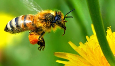 Икономическа обосновка