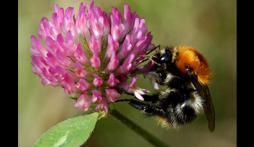 Дивите Опрашители