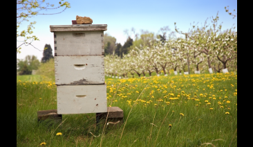 Естествено Опрашване 